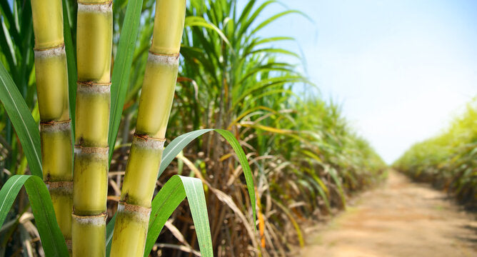 How to Make Jaggery from Sugarcane Juice at Home